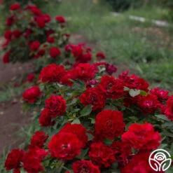 Dancing In The Dark™ -FloraFinesse Shop Dancing In The Dark 81