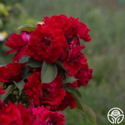 Dancing In The Dark™ -FloraFinesse Shop Dancing In The Dark 815