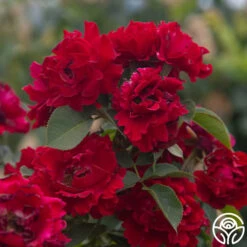 Dancing In The Dark™ -FloraFinesse Shop Dancing In The Dark 85