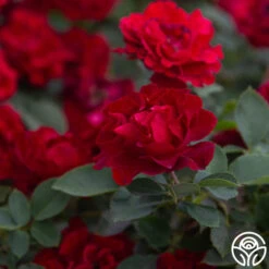 Dancing In The Dark™ -FloraFinesse Shop Dancing In The Dark 888