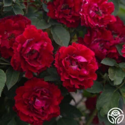 Dancing In The Dark™ -FloraFinesse Shop Dancing In The Dark 89