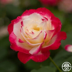 Double Delight® -FloraFinesse Shop Double Delight 024