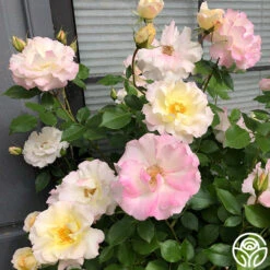 Easter Basket™ 5 Easter Basket™ -FloraFinesse Shop Easter Basket 12