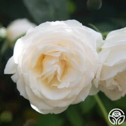 Easy Spirit™ 10 Easy Spirit™ -FloraFinesse Shop Easy Spirit 7