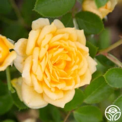 Edith's Darling™ -FloraFinesse Shop Edith s Darling 13