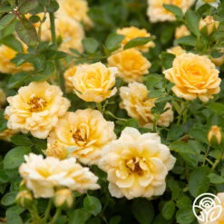 Edith's Darling™ -FloraFinesse Shop Edith s Darling 15