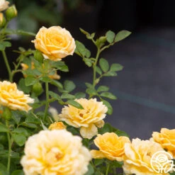 Edith's Darling™ -FloraFinesse Shop Edith s Darling 17