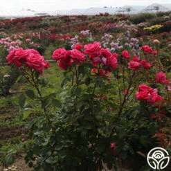 Electron® 20 Electron® -FloraFinesse Shop Electron 05