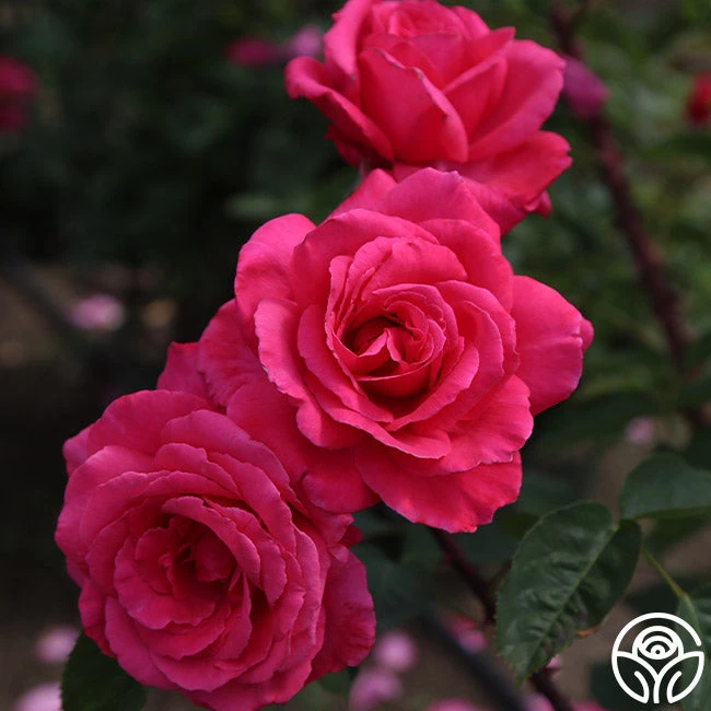 Electron® 2 Electron® - Image 2