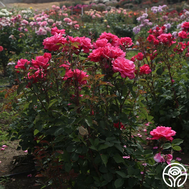 Electron® 3 Electron® - Image 3