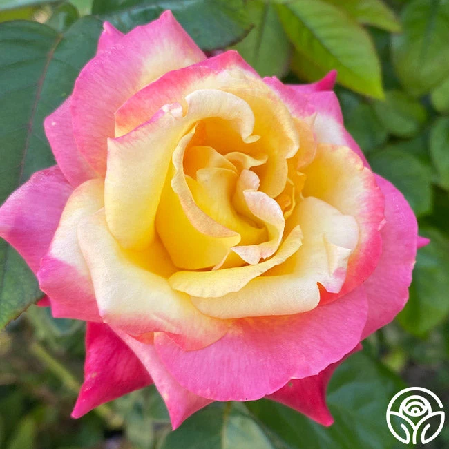 Enchanted Peace™ 4 Enchanted Peace™ - Image 4