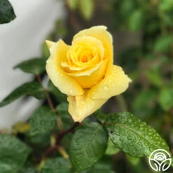 First Impression -FloraFinesse Shop First Impression 20