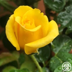 First Impression -FloraFinesse Shop First Impression 22