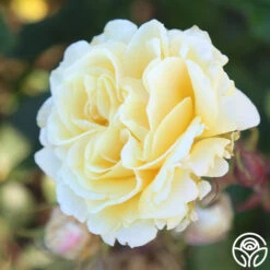 Forever Busy -FloraFinesse Shop Forever Busy 11