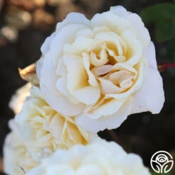 Forever Busy -FloraFinesse Shop Forever Busy 12