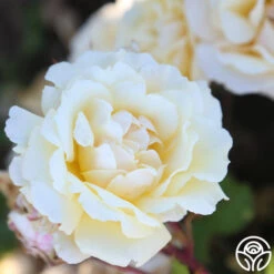 Forever Busy -FloraFinesse Shop Forever Busy 14