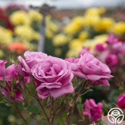 Fragrant Plum 15 Fragrant Plum -FloraFinesse Shop Fragrant Plum 06