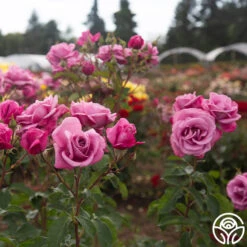 Fragrant Plum 16 Fragrant Plum -FloraFinesse Shop Fragrant Plum 90345