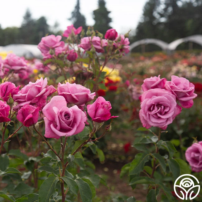 Fragrant Plum 6 Fragrant Plum - Image 6