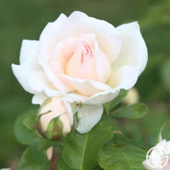 Francis Meilland® -FloraFinesse Shop Francis Meiland 13