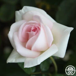 Francis Meilland® -FloraFinesse Shop Francis Meilland 34