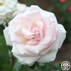 Francis Meilland® -FloraFinesse Shop Francis Meilland 023