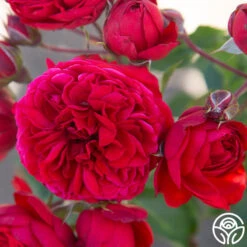 Francois Rabelais -FloraFinesse Shop Francois Rabelais 01