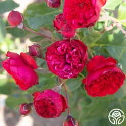 Francois Rabelais -FloraFinesse Shop Francois Rabelais 010