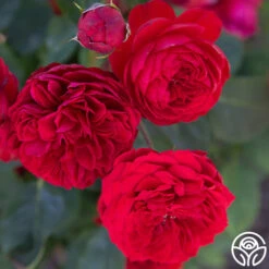 Francois Rabelais -FloraFinesse Shop Francois Rabelais 03