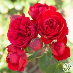 Francois Rabelais -FloraFinesse Shop Francois Rabelais 06