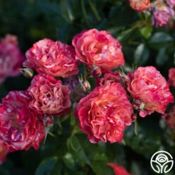 Frida Kahlo™ -FloraFinesse Shop Frida Kahlo 2