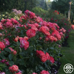 Frida Kahlo™ -FloraFinesse Shop Frida Kahlo 22