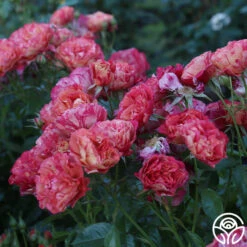 Frida Kahlo™ -FloraFinesse Shop Frida Kahlo 23