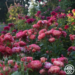 Frida Kahlo™ -FloraFinesse Shop Frida Kahlo 25