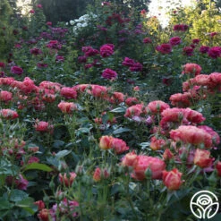 Frida Kahlo™ -FloraFinesse Shop Frida Kahlo 26