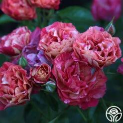 Frida Kahlo™ -FloraFinesse Shop Frida Kahlo 273