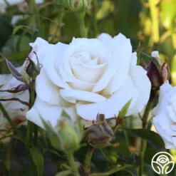 Full Sail 23 Full Sail -FloraFinesse Shop Full Sail 11