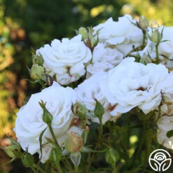 Full Sail 18 Full Sail -FloraFinesse Shop Full Sail 12