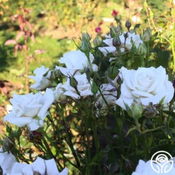 Full Sail 21 Full Sail -FloraFinesse Shop Full Sail 13