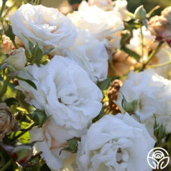 Full Sail 20 Full Sail -FloraFinesse Shop Full Sail 14