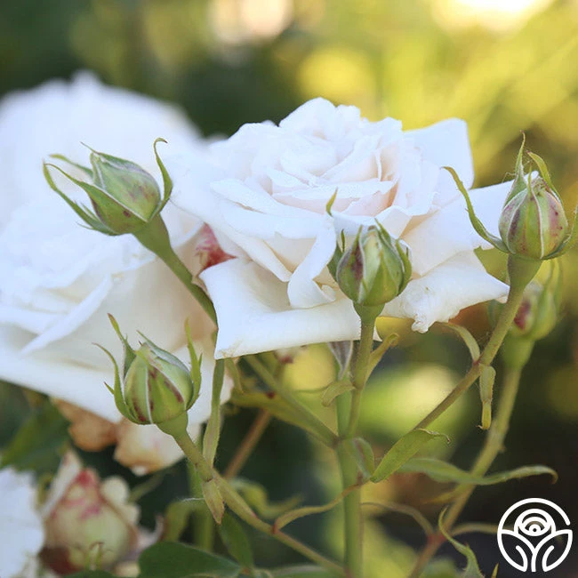 Full Sail 4 Full Sail - Image 4