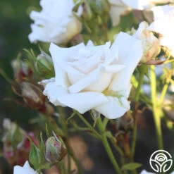 Full Sail 19 Full Sail -FloraFinesse Shop Full Sail 17