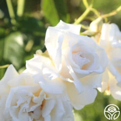 Full Sail 17 Full Sail -FloraFinesse Shop Full Sail 18