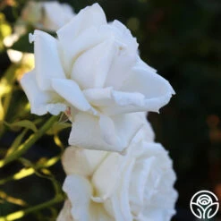 Full Sail 16 Full Sail -FloraFinesse Shop Full Sail 19