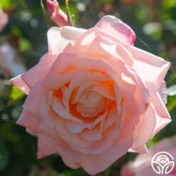 Generosity™ -FloraFinesse Shop Generosity 11