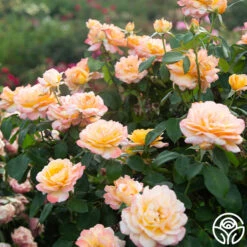 Glowing Peace™ -FloraFinesse Shop Glowing Peace 03