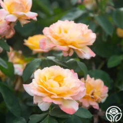 Glowing Peace™ -FloraFinesse Shop Glowing Peace 04