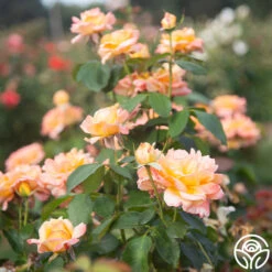 Glowing Peace™ -FloraFinesse Shop Glowing Peace 05