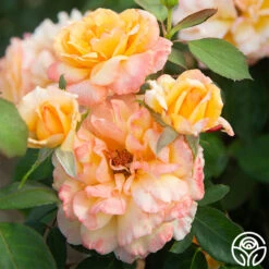 Glowing Peace™ -FloraFinesse Shop Glowing Peace 06