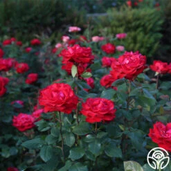 Eleganza® Grande Amore -FloraFinesse Shop Grande Amore 21